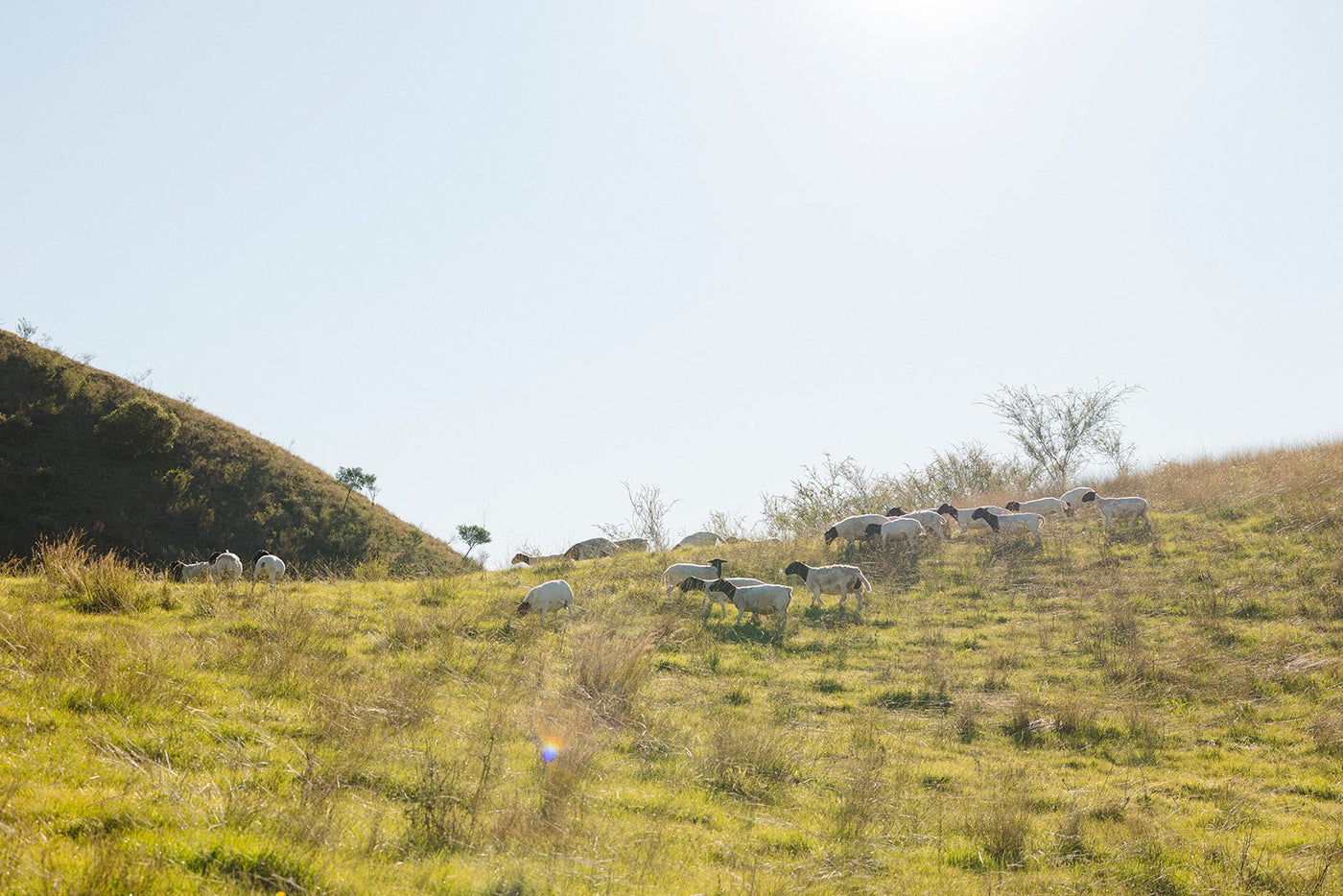 100% Dorper — The Sheep That Changed Our Flock - Hunter Natural