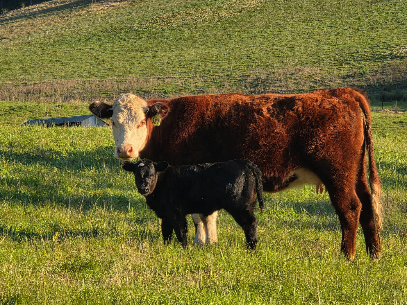 Grass-Fed and Proud — Why a Natural Diet Makes Better Beef and Lamb - Hunter Natural