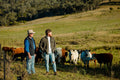 Low-Stress Stock Handling — Calm Animals, Better Meat