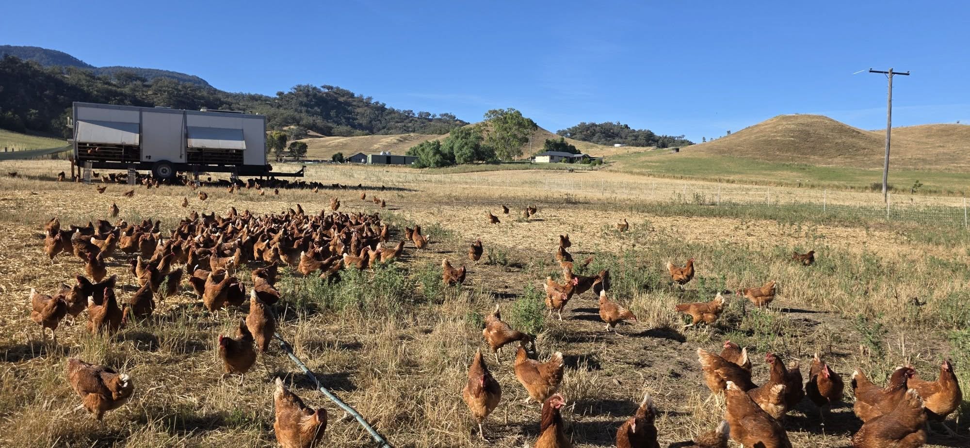 Pastured Eggs — Why Ours Come From Hens on the Move - Hunter Natural