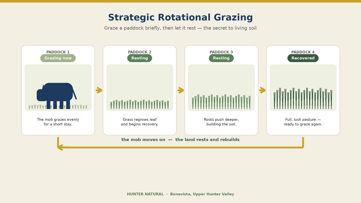 The Science in the Soil — How Rotational Grazing Rebuilds Our Land - Hunter Natural