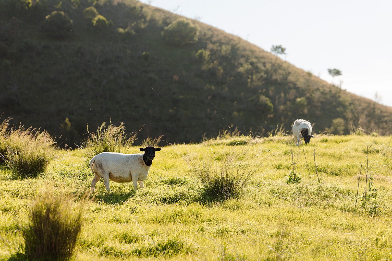 What Regenerative Farming Actually Means at Bonavista - Hunter Natural