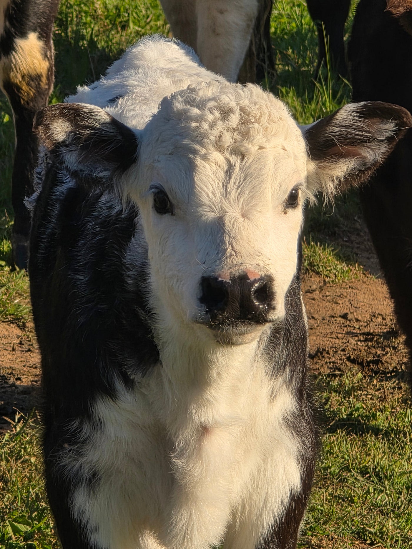 Why We Chose Speckled Park Cattle - Hunter Natural