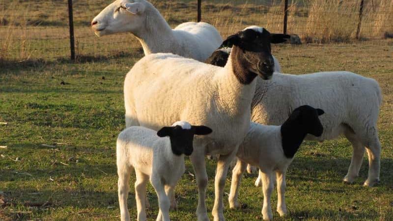 Lamb - Hunter Natural - Lamb
