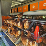 Pastured Eggs - Hunter Natural - Hens inside the Hunter Natural mobile egg shelter