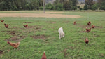 Hunter Natural pastured hens on pasture with their guardian dog