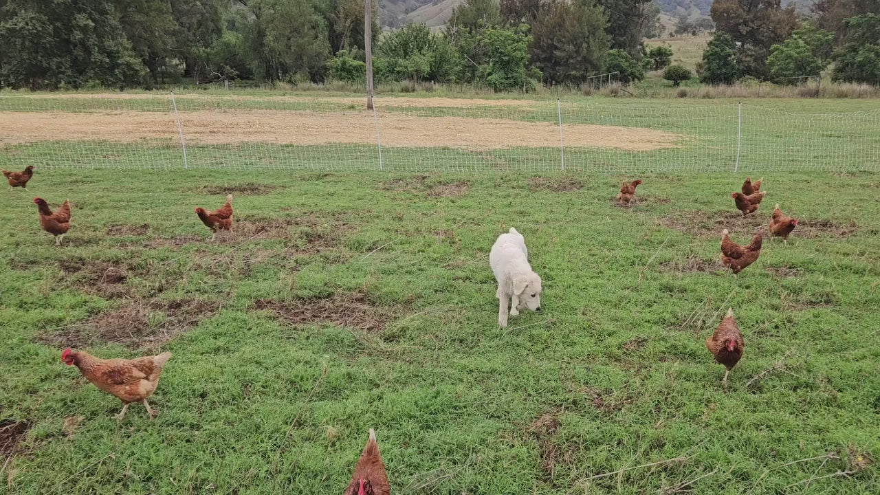 Hunter Natural pastured hens on pasture with their guardian dog