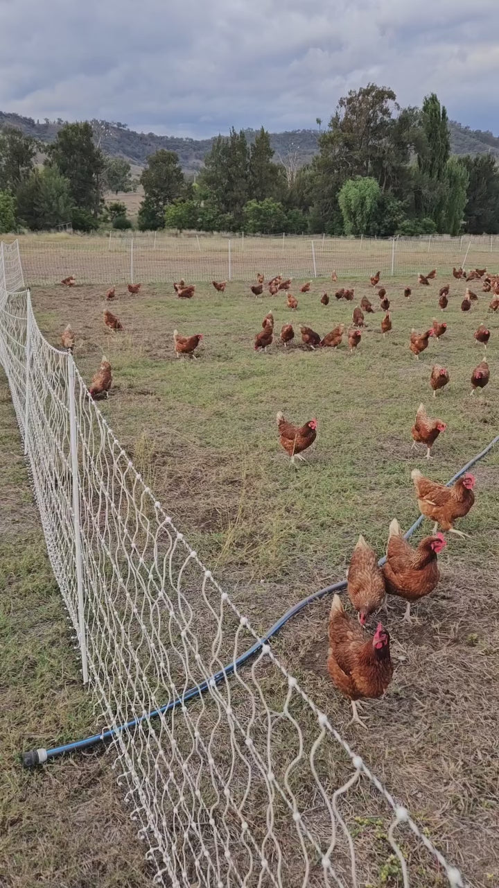 Hunter Natural pastured hen flock free-ranging across the paddock