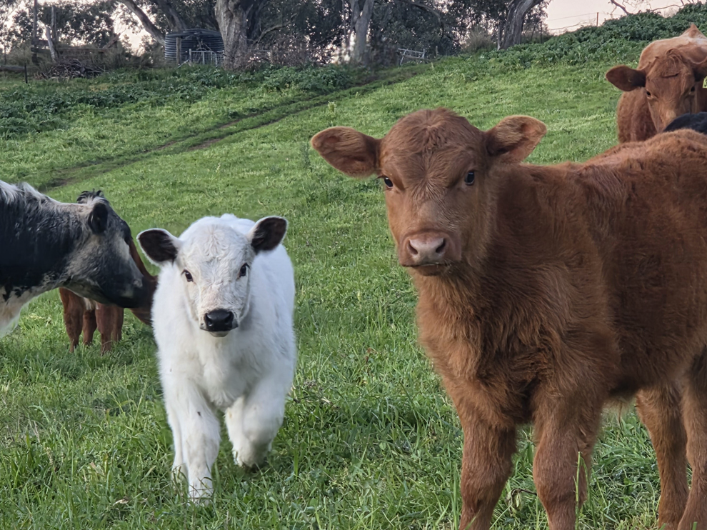 Fill your freezer, straight from our paddocks