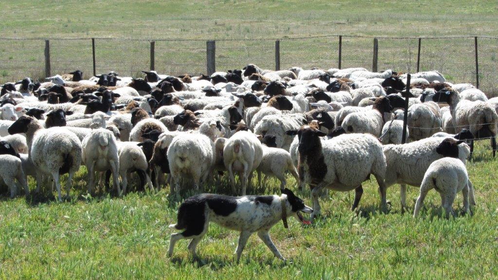 Order Grass Fed Lamb -